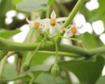 Solanum betaceae - Floraison et fructification