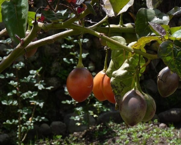 Solanum betaceae - Fructification