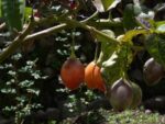 Solanum betaceae - Fructification