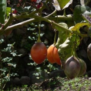 Solanum betaceae - Fructification