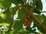Solanum betaceae - Vue générale