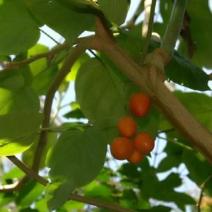 Solanum betaceae - Vue générale