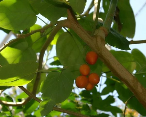 Solanum betaceae - Vue générale