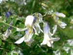 Sophora davidii - Détails d'une fleur