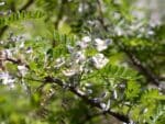 Sophora davidii, Floraison de Sophora du Père David, Graines de Sophora davidii, Graines de Sophora du Père David