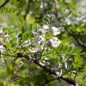 Sophora davidii, Floraison de Sophora du Père David, Graines de Sophora davidii, Graines de Sophora du Père David