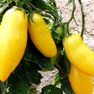 Graines de Tomate Banana Legs - Graines de Solanum lycopersicum