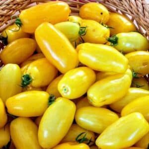 Graines de Tomate Banana Legs - Graines de Solanum lycopersicum