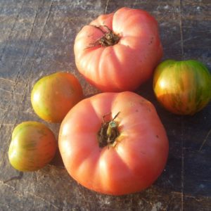 Tomate Brandywine Pink - Détail des fruits