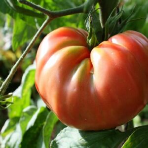 Tomate Brandywine Pink - Plant de Brandywine rose