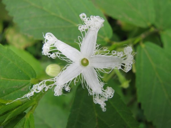 Trichosanthes kirilowii - Détails d'une fleur