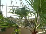 Washingtonia robusta - Feuillage