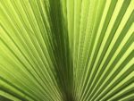 Washingtonia filifera - Détail d'une feuille