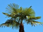 Washingtonia filifera - Vue de l'arbre