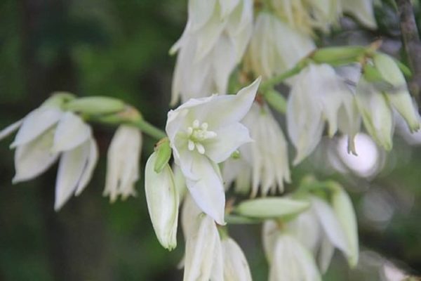 Yucca rostrata - Détails d'une fleur