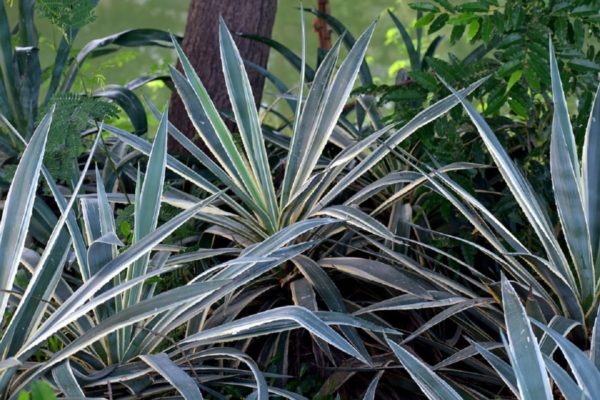 Yucca rostrata - Feuillage