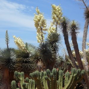 Yucca rostrata - Vue générale
