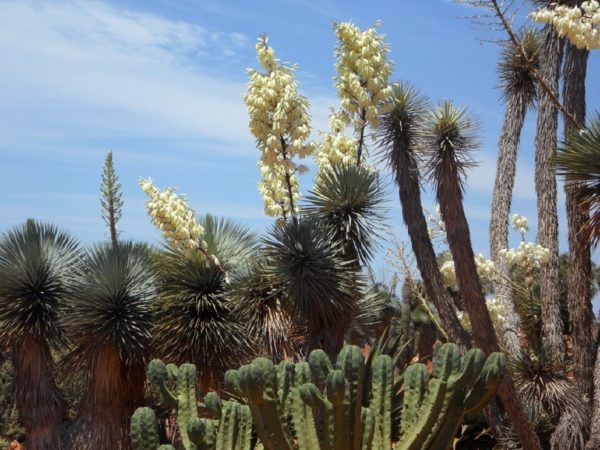 Yucca rostrata - Vue générale