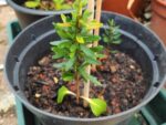 Plant d'arganier, Argania spinosa
