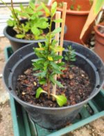 3 Graines D'Arganier Spinosa - Arbre Rare Pour Jardin | Plante Médicinale Et Ornementale