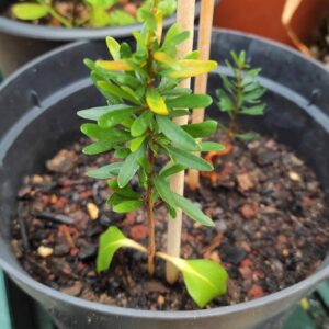 Plant d'arganier, Argania spinosa