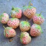 Fraises ananas - fruits fraisier ananas