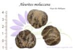 Noix d'Aleurites moluccana, Aleurites moluccana nuts