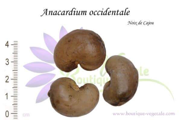 Noix d'Anacardium occidentale, Semences d'Anacardium occidentale ou Noix de Cajou