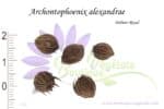 Graines d'Archontophoenix alexandrae, Graines de Palmier royal, Archontophoenix alexandrae seeds