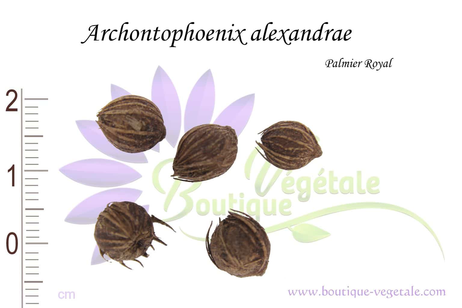 Graines d'Archontophoenix alexandrae, Graines de Palmier royal, Archontophoenix alexandrae seeds