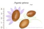 Graines d'Argania spinosa, Argania spinosa seeds