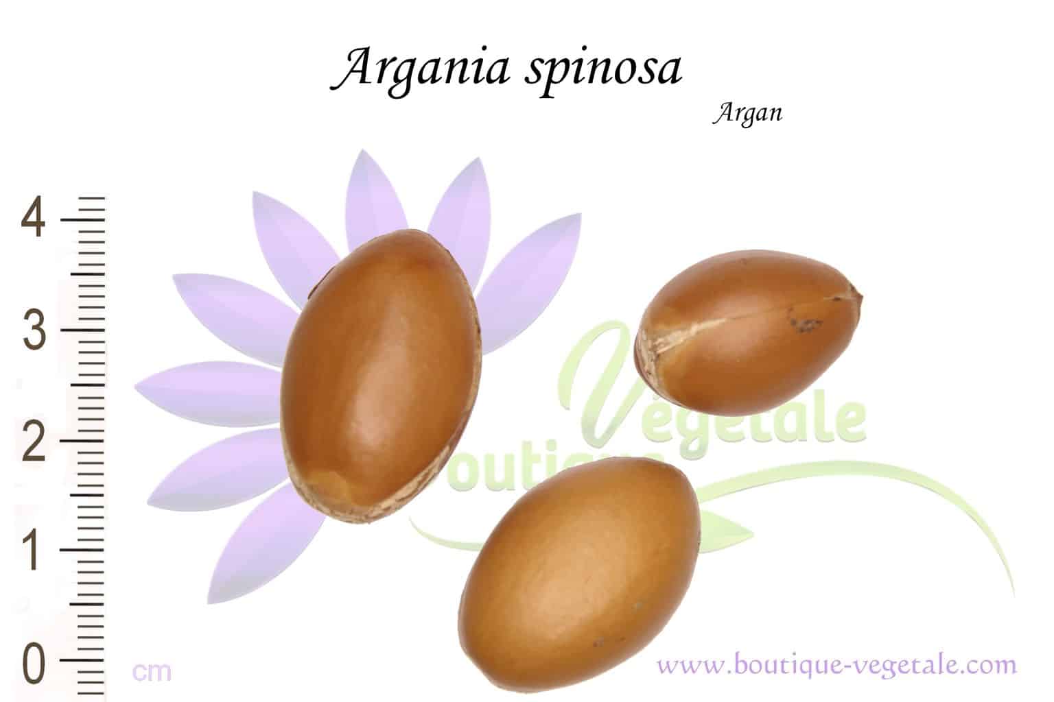 Graines d'Argania spinosa, Semences d'Argania spinosa ou Argan