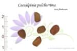 Graines de Caesalpinia pulcherrima, Caesalpinia pulcherrima seeds
