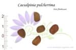 Graines de Caesalpinia pulcherrima, Semences de Caesalpinia pulcherrima ou Petit flamboyant