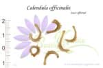 Graines de Calendula officinalis, semences de Calendula officinalis ou Souci officinal