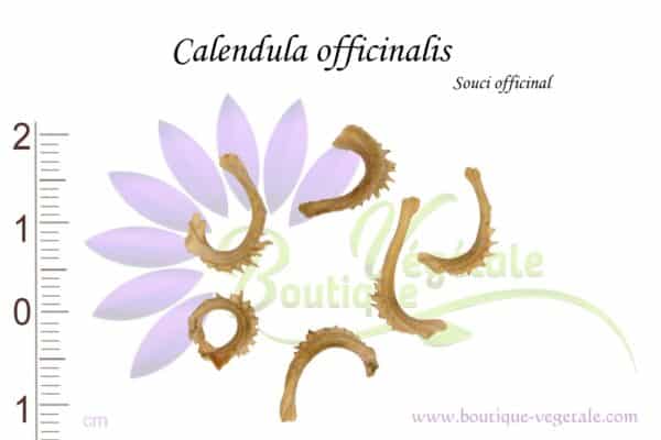 Graines de Calendula officinalis, semences de Calendula officinalis ou Souci officinal