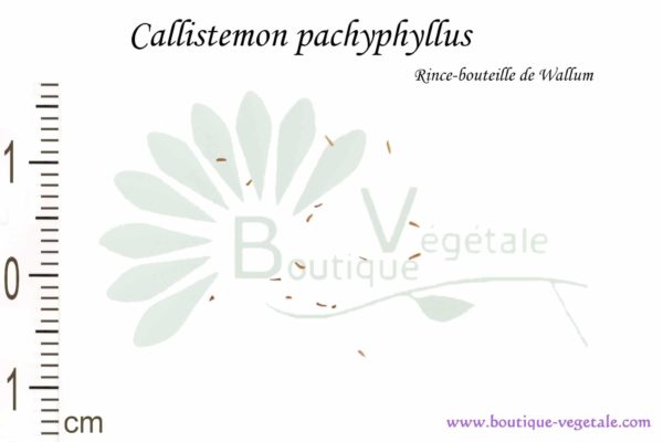Graines de Callistemon pachyphyllus, Callistemon pachyphyllus seeds