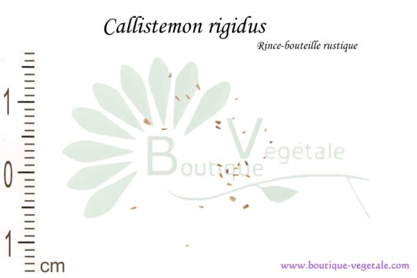 Graines de Callistemon rigidus, Callistemon rigidus seeds