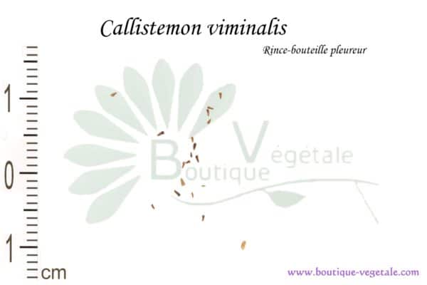 Graines de Callistemon viminalis, Callistemon viminalis seeds