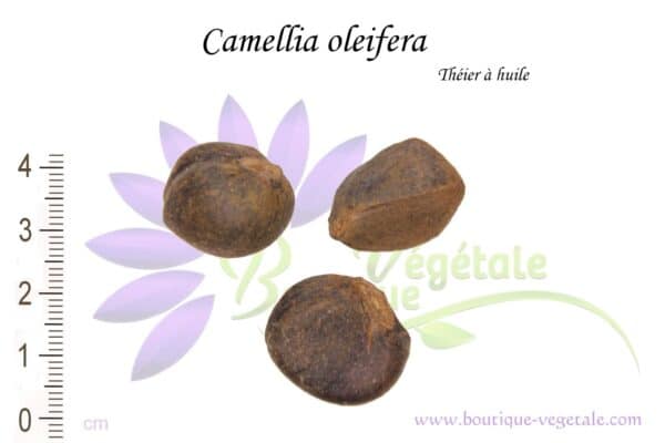 Graines de Camellia oleifera, semences de Camellia oleifera ou théier à huile