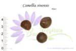 Graines de Camellia sinensis, semences de Camellia sinensis ou théier
