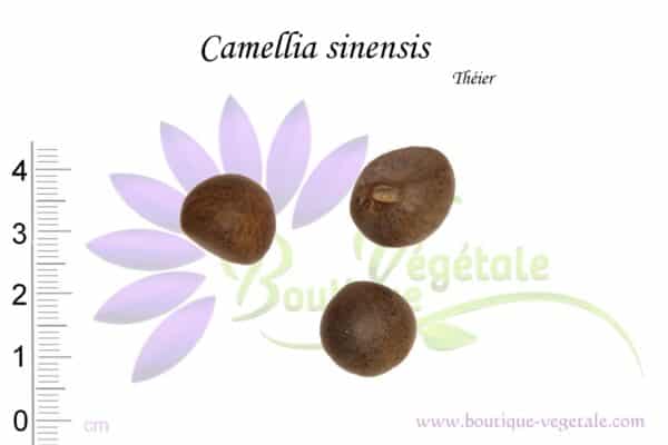 Graines de Camellia sinensis, semences de Camellia sinensis ou théier