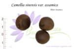 Graines de Camellia sinensis var. assamica, Semences de Camellia sinensis var. assamica ou Théier Assamica