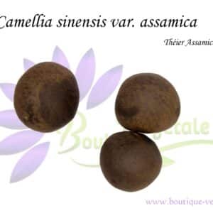 Graines de Camellia sinensis var. assamica, Semences de Camellia sinensis var. assamica ou Théier Assamica