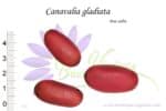 Graines de Canavalia gladiata, Semences de Canavalia gladiata ou pois sabre
