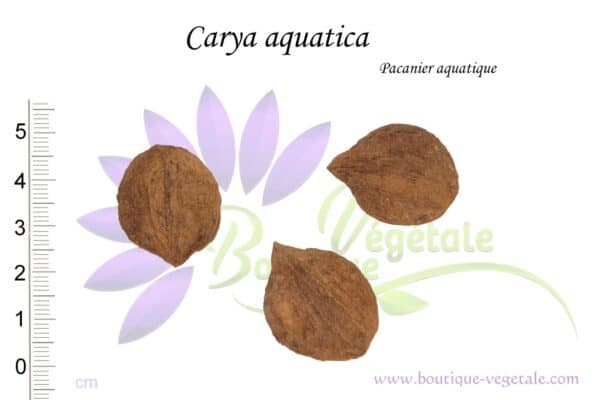 Graines de Carya aquatica, Semences de Carya aquatica ou Pacanier aquatique