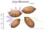 Noix de Carya illinoinensis, Noix de Pécan à semer, Semences de Carya illinoinensis