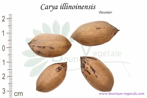 Graines de Carya illinoinensis, Carya illinoinensis seeds