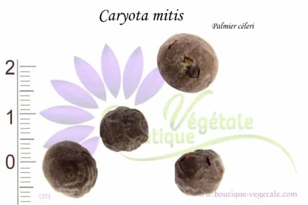 Graines de Caryota mitis, Caryota mitis seeds