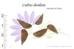 Graines de Cedrus deodara, Semences de Cedrus deodara ou Cèdre bleu de l'Atlas
